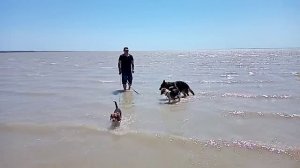 Ейский лиман/Глафировка/первый раз собачки на море