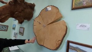 Возраст лося - как узнать.