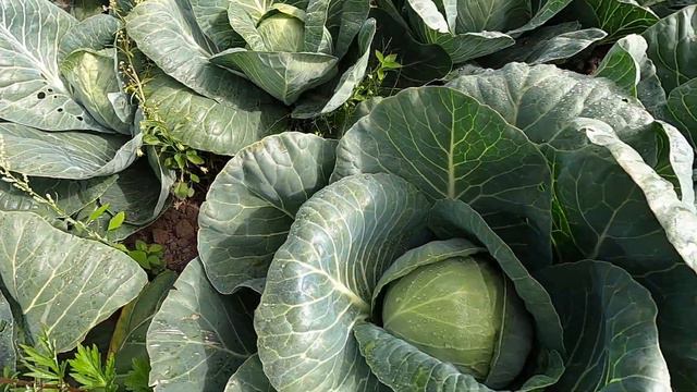 Один из популярных гибридов капусты на рынке России смотреть онлайн