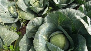 Один из популярных гибридов капусты на рынке России