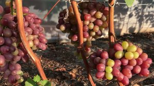 Обзор сигналок . Виноград. 89184654603.