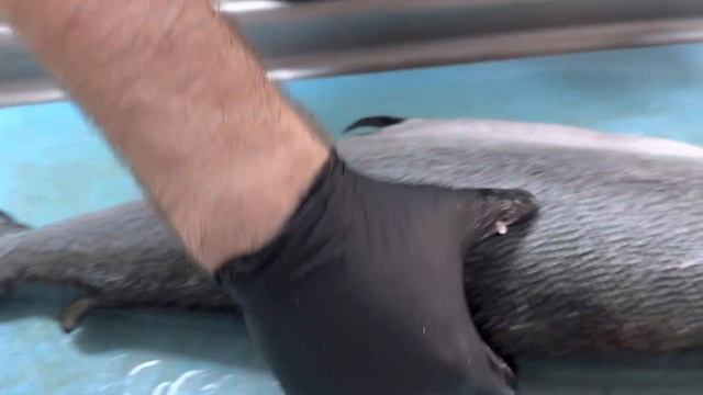 Chinook Salmon from Chile