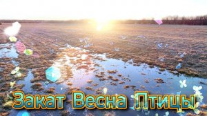 Пришла Весна. Прилетели Птицы. Берегите дроны.