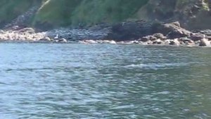 Авачинский залив. Остров Старичков