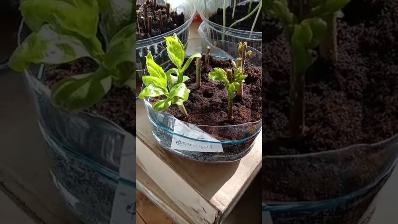 Черенкуем форзицию