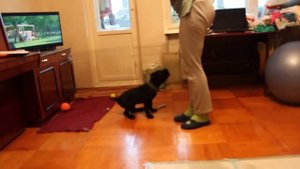 Дрессировка Кане корсо команды 2,5 месяца