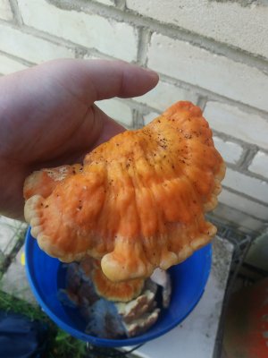 Серно желтый трутовик.mp4