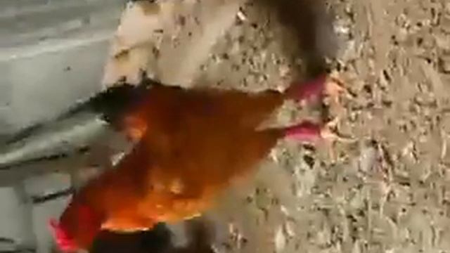 Xoruz davasi birinin becesi(1) смотреть онлайн