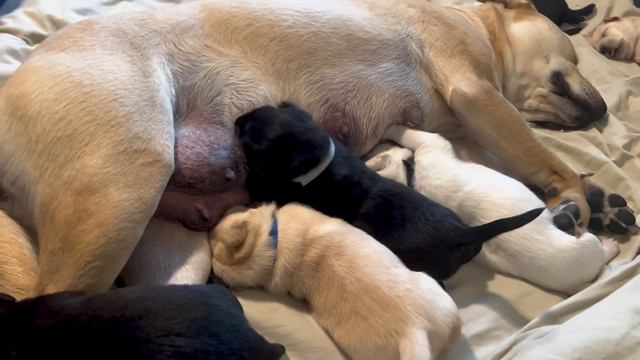 Щенки Лабрадора/ Содержание Лабрадора Ретривера в Америке смотреть онлайн