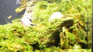 Песочный водопад в аквариуме: просто и красиво! И ссылка, как сделать пескопад своими руками