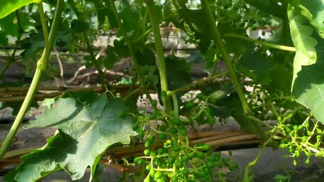 Виноград ЛИВИЯ на 07.06.22. Обзор прививок на плодоносящих кустах. смотреть онлайн