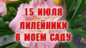15 июля. Лилейники в моем саду