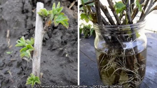 Черный крыжовник — выращивание в домашних условиях смотреть онлайн