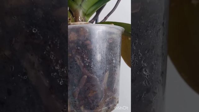 МАЛИНОВЫЕ 😱 корни у орхидеи #фаленопсис #plant #orchid