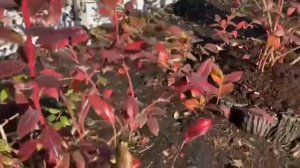 Обрезка кустов голубики