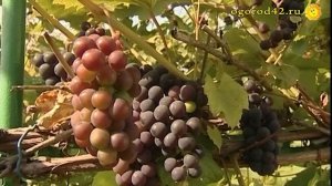 Очень неприхотливый, малоуходный виноград. Изабелла из Кузбасса