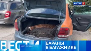 Вести Санкт-Петербург. Выпуск 09:40 от 02.05.2024