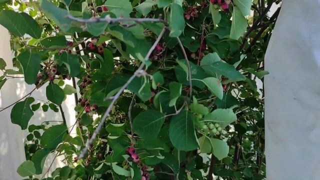 Шьем и надеваем "платье" на иргу, чтобы спасти ягоды от птиц. Защита ягод от птиц. смотреть онлайн