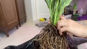 Спатифилум Даймонд