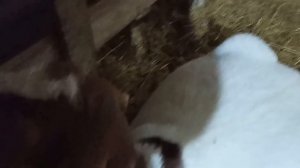 ВЫБРАКОВКА РАСТЕТ НЕ ПО ДНЯМ А ПО ЧАСАМ