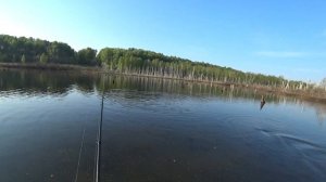 Попал в НЕРЕСТ Белого Амура и Карася