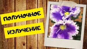 Сорт "Полуночное Излучение" даёт надежду...