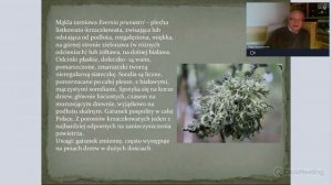 Chronione gatunki porostów na drzewach - dr Piotr Grochowski