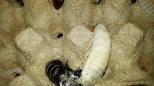 Мадагаскарские тараканы. Линька. Оотека. Gromphadorhina portentosa. Molt. Ootheca. (27.01.2016)