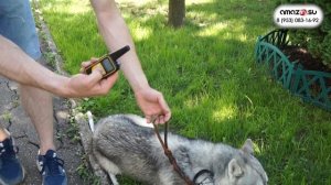 Petcomer P880 - Лучший электроошейник для собак!