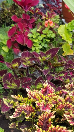 Колеусы лето 2024 с названиями сортов. Мои новинки.