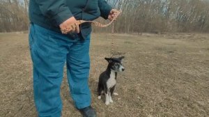 Как правильно держать поводок, чтобы собака шагала рядом и не поднимала ничего с земли