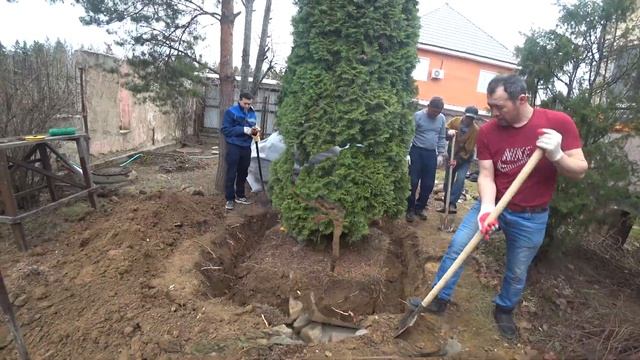 Пересадка крупномеров