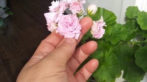 Пеларгония Achievement ivy-гибрид