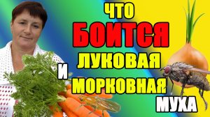 Что БОИТСЯ луковая и морковная муха. Самый простой способ избавиться от мух.