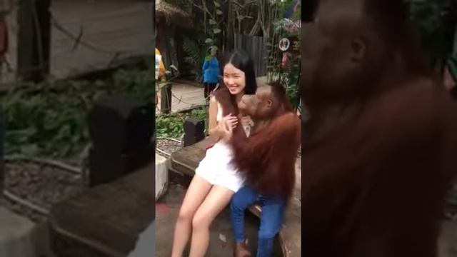 Отношение обезьяны к  девушке!!!?