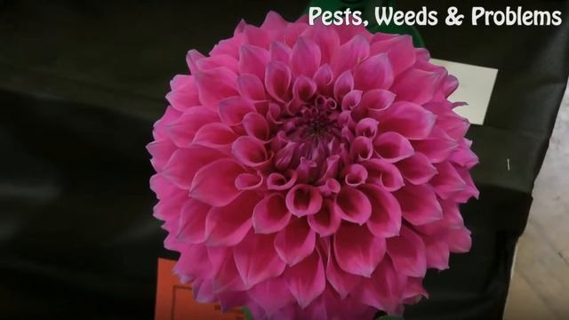 How to Keep Deer Out of the Garden смотреть онлайн