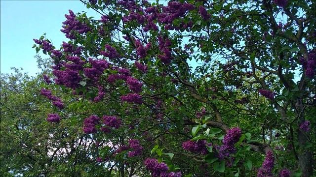 СЕАНС ЗДОРОВЬЯ Ornithotherapy 🦜 ЛЕЧЕБНОЕ ПЕНИЕ ПТИЦ 🌿 𝐅𝐎𝐑 𝐑𝐄𝐋𝐀𝐗 смотреть онлайн