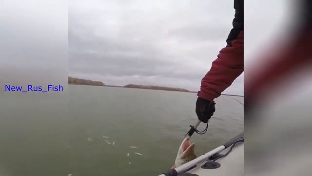 Необычные случаи на рыбалке! #15 смотреть онлайн