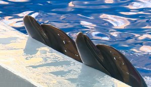 В Сочи запустили социальный проект для детей с ограниченными возможностями здоровья