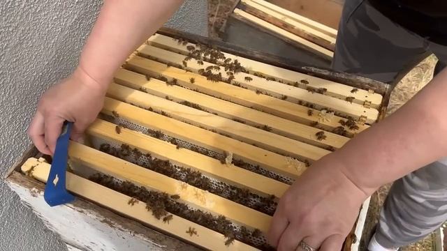 Собираем арендную плату с пчел / Откачиваем мед / Учим зятя пчеловодству / Пчеловодство в Америке смотреть онлайн