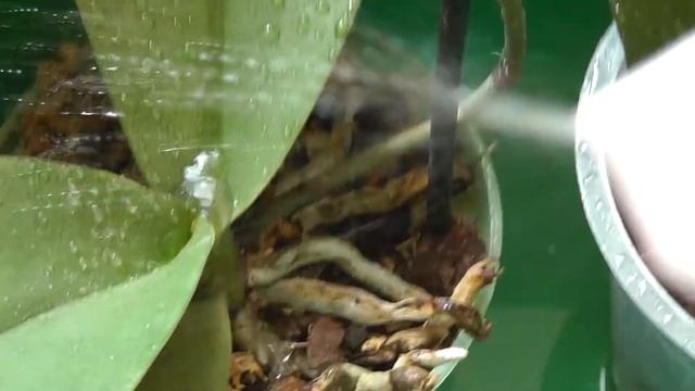 как поливать орхидеи в жару. как увлажнять листья фаленопсиса летом? смотреть онлайн