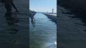 Горбыль Чёрное море