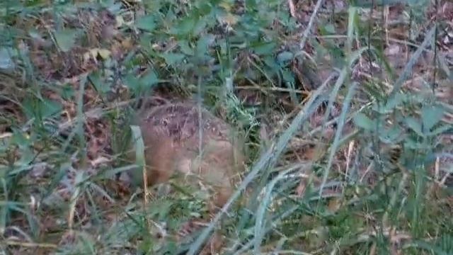 Зайчик в лесу. смотреть онлайн