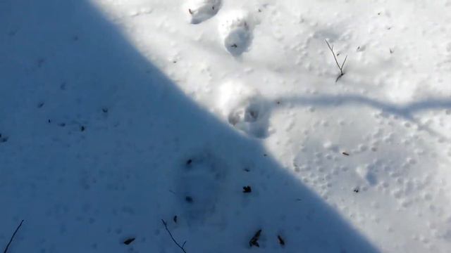 По следу медведя смотреть онлайн