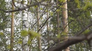 Птенец дрозда выпал из гнезда