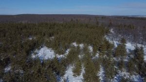 drone ( над зимним лесом)