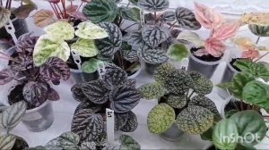 Наша коллекция пеперомий.