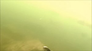 Подводная охота, стадо сазана, река Енисей