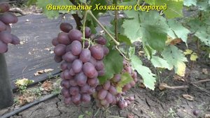 Андрей 53 - виноградный мускатный арбуз!