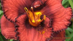 Лилейник гибридный Берилишез (berilishez) 🌿 обзор: как сажать, саженцы лилейника Берилишез